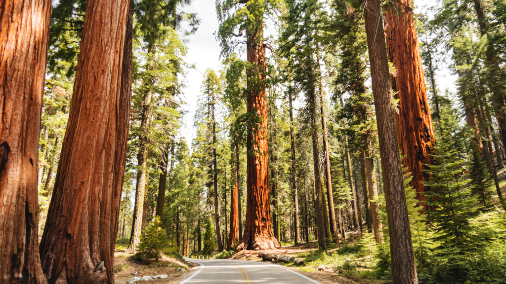 Redwood Services to land majority investment in $1.1 billion deal