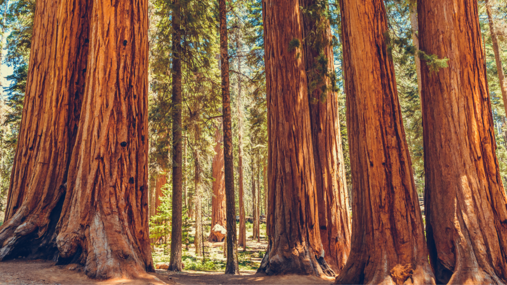 Redwoods