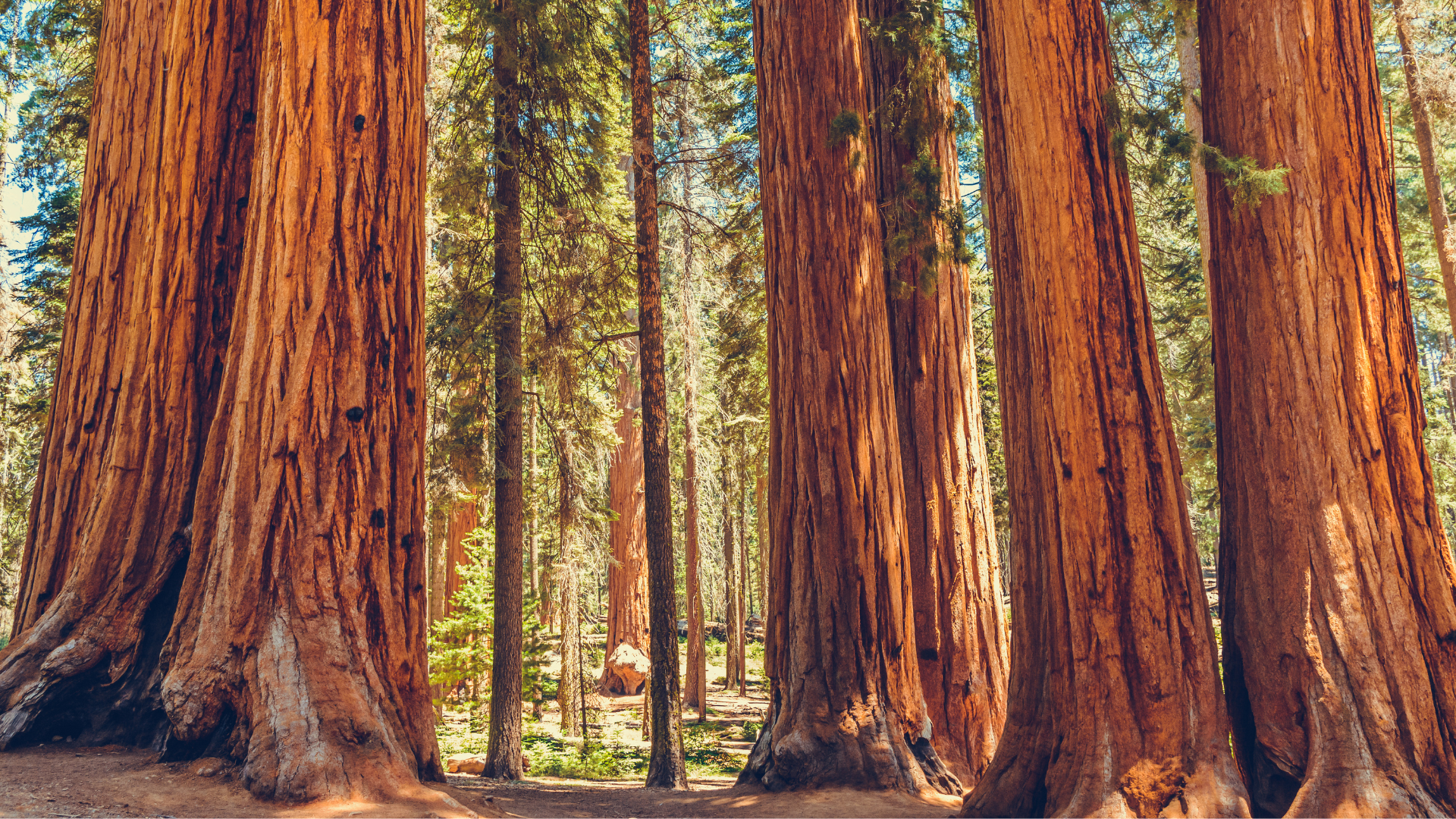 Redwoods